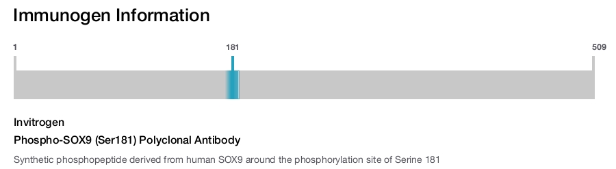Phospho-SOX9 (Ser181) Polyclonal Antibody