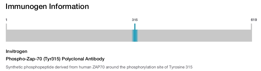 Phospho-Zap-70 (Tyr315) Polyclonal Antibody