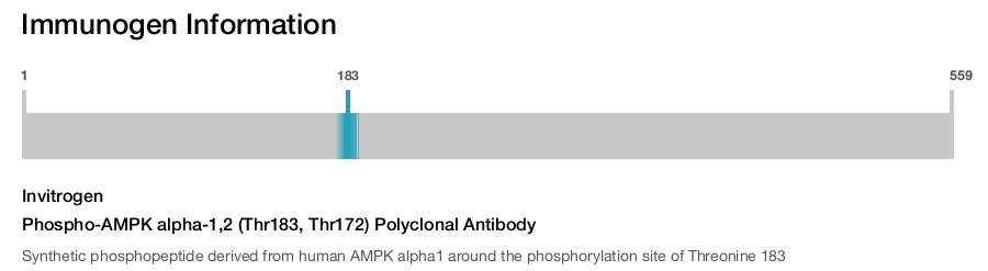 Phospho-AMPK alpha-1,2 (Thr183, Thr172) Polyclonal Antibody