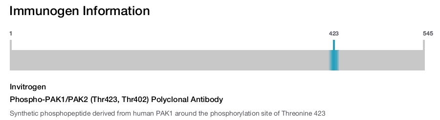 Phospho-PAK1/PAK2 (Thr423, Thr402) Polyclonal Antibody