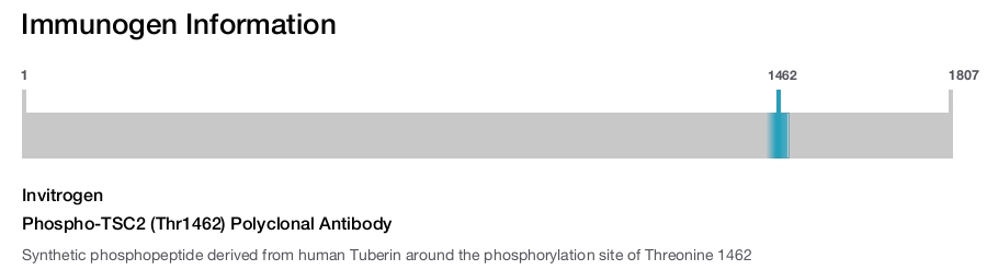 Phospho-TSC2 (Thr1462) Polyclonal Antibody