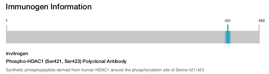 Phospho-HDAC1 (Ser421, Ser423) Polyclonal Antibody