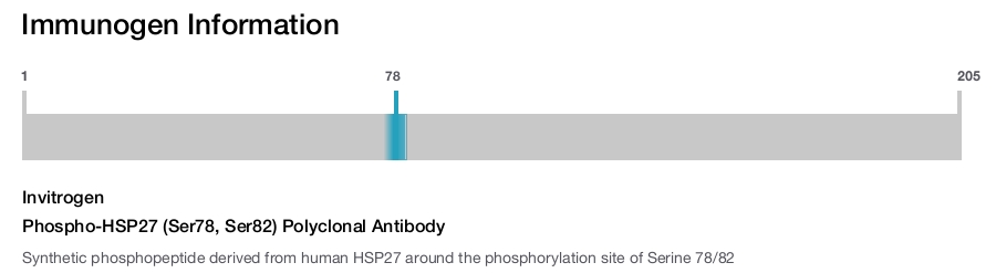 Phospho-HSP27 (Ser78, Ser82) Polyclonal Antibody