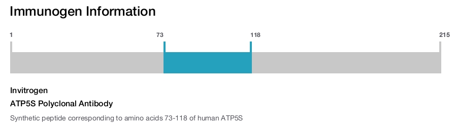 ATP5S Polyclonal Antibody