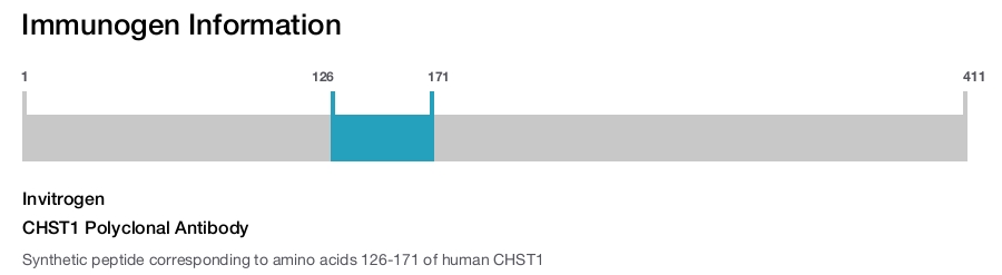 CHST1 Polyclonal Antibody