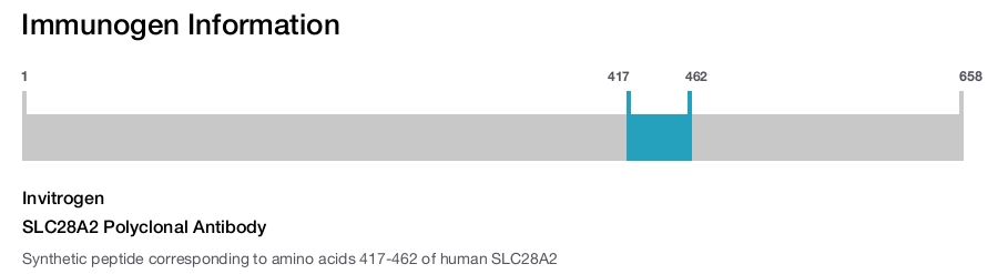 SLC28A2 Polyclonal Antibody