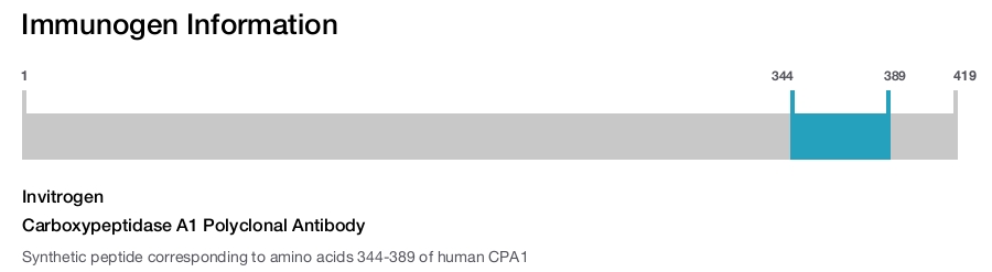Carboxypeptidase A1 Polyclonal Antibody