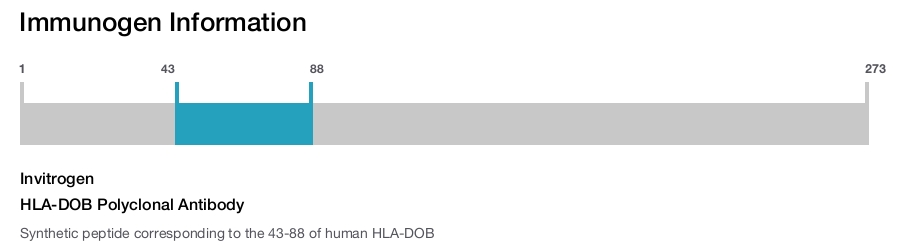 HLA-DOB Polyclonal Antibody