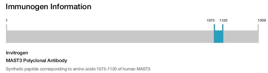 MAST3 Polyclonal Antibody
