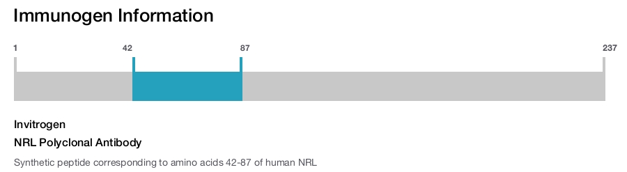 NRL Polyclonal Antibody