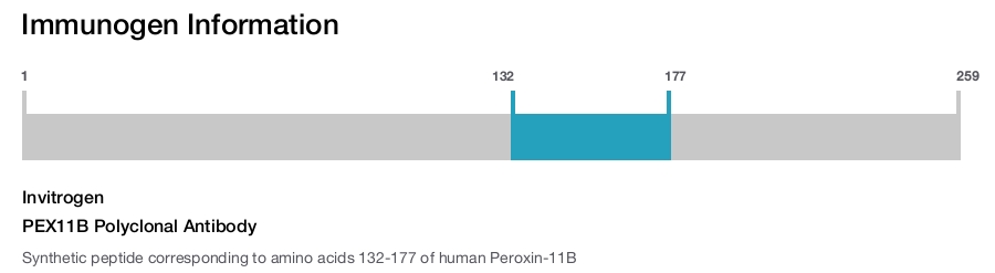 PEX11B Polyclonal Antibody