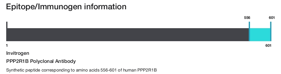 PPP2R1B Polyclonal Antibody