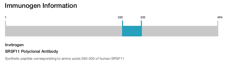 SRSF11 Polyclonal Antibody