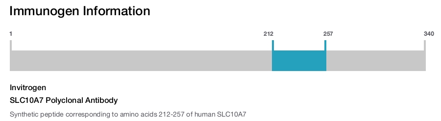 SLC10A7 Polyclonal Antibody