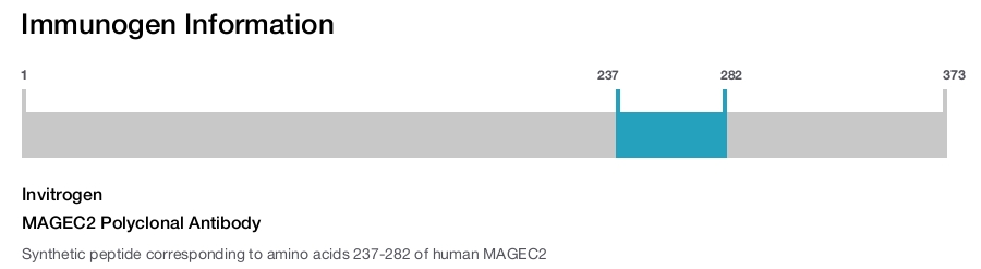MAGEC2 Polyclonal Antibody