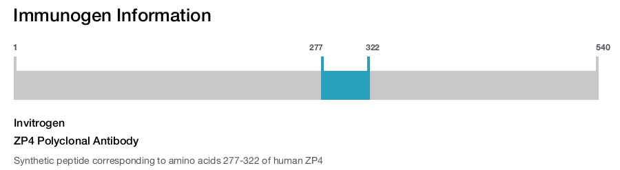 ZP4 Polyclonal Antibody