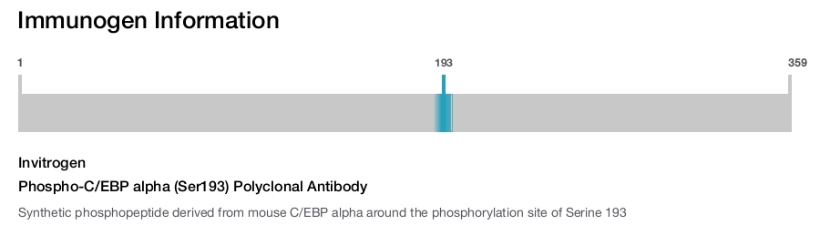 Phospho-C/EBP alpha (Ser193) Polyclonal Antibody