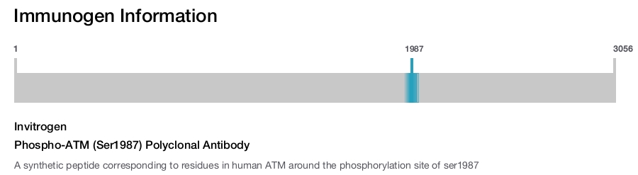 Phospho-ATM (Ser1987) Polyclonal Antibody