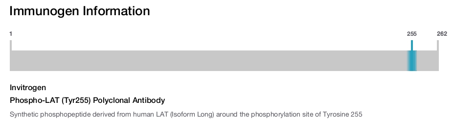Phospho-LAT (Tyr255) Polyclonal Antibody