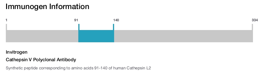 Cathepsin V Polyclonal Antibody