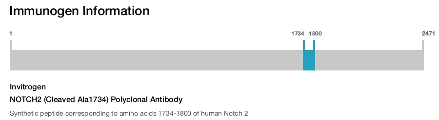 NOTCH2 (Cleaved Ala1734) Polyclonal Antibody