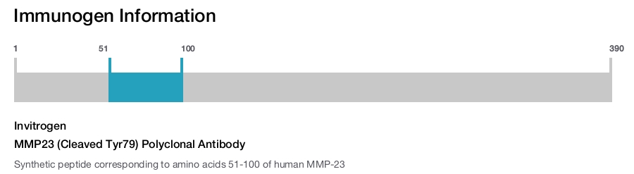 MMP23 (Cleaved Tyr79) Polyclonal Antibody