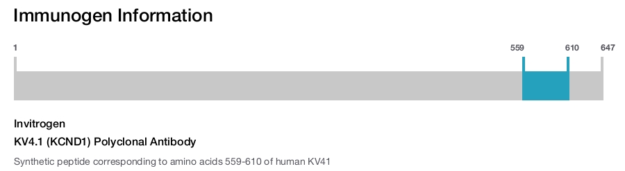 KV4.1 (KCND1) Polyclonal Antibody