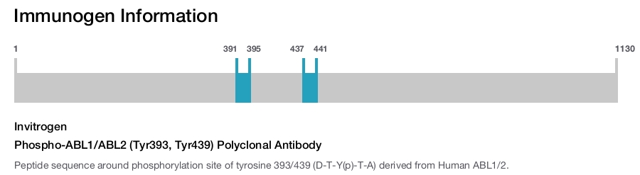 Phospho-ABL1/ABL2 (Tyr393, Tyr439) Polyclonal Antibody