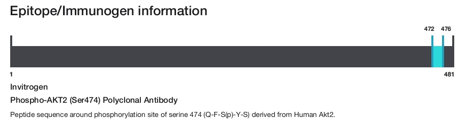 Phospho-AKT2 (Ser474) Polyclonal Antibody