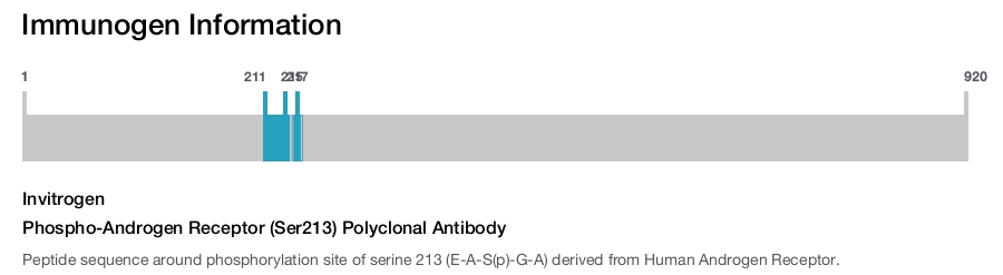 Phospho-Androgen Receptor (Ser213) Polyclonal Antibody
