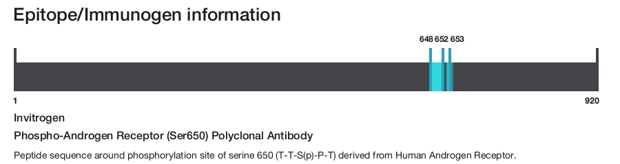 Phospho-Androgen Receptor (Ser650) Polyclonal Antibody