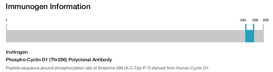 Phospho-Cyclin D1 (Thr286) Polyclonal Antibody