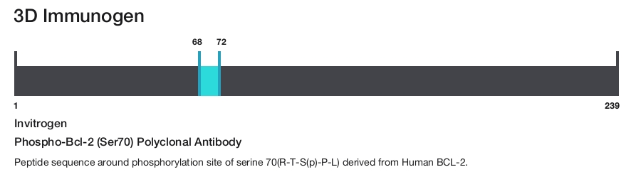 Phospho-Bcl-2 (Ser70) Polyclonal Antibody