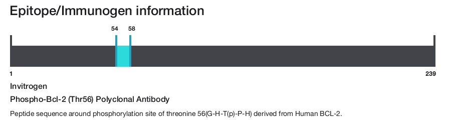 Phospho-Bcl-2 (Thr56) Polyclonal Antibody