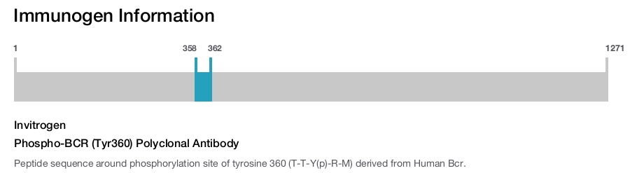 Phospho-BCR (Tyr360) Polyclonal Antibody