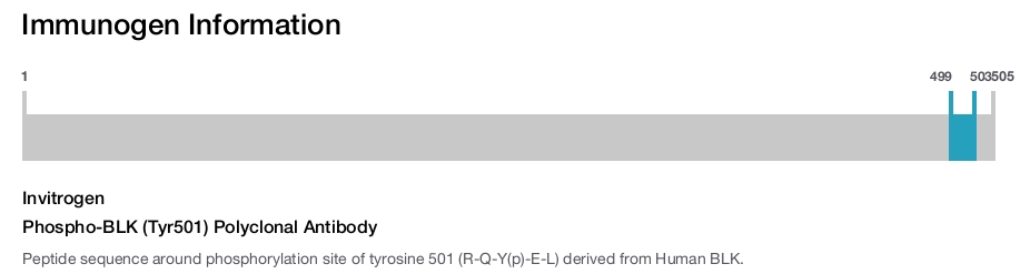 Phospho-BLK (Tyr501) Polyclonal Antibody