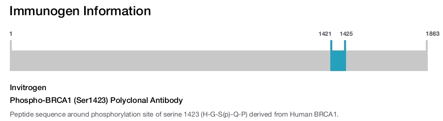 Phospho-BRCA1 (Ser1423) Polyclonal Antibody