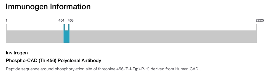 Phospho-CAD (Thr456) Polyclonal Antibody