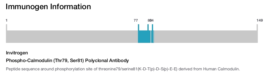 Phospho-Calmodulin (Thr79, Ser81) Polyclonal Antibody