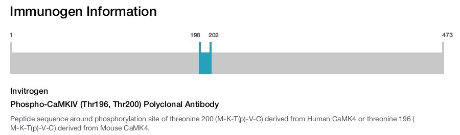 Phospho-CaMKIV (Thr196, Thr200) Polyclonal Antibody