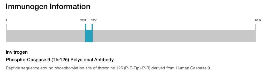 Phospho-Caspase 9 (Thr125) Polyclonal Antibody