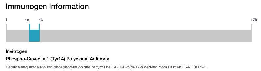 Phospho-Caveolin 1 (Tyr14) Polyclonal Antibody