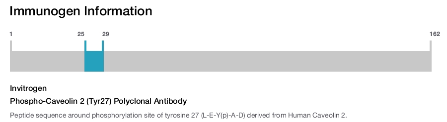 Phospho-Caveolin 2 (Tyr27) Polyclonal Antibody