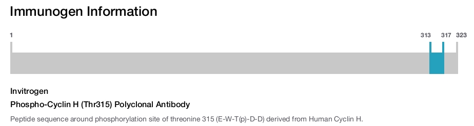 Phospho-Cyclin H (Thr315) Polyclonal Antibody