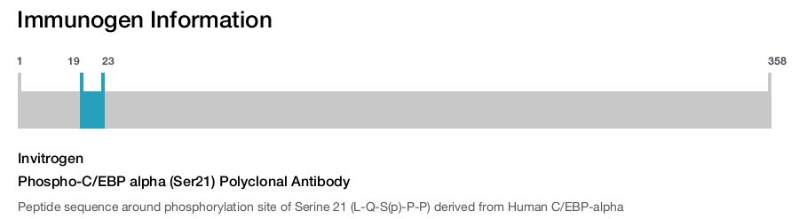 Phospho-C/EBP alpha (Ser21) Polyclonal Antibody