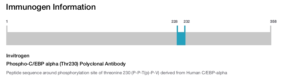 Phospho-C/EBP alpha (Thr230) Polyclonal Antibody