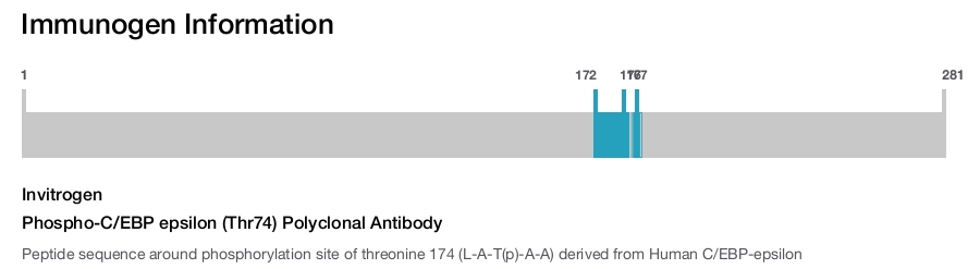 Phospho-C/EBP epsilon (Thr74) Polyclonal Antibody