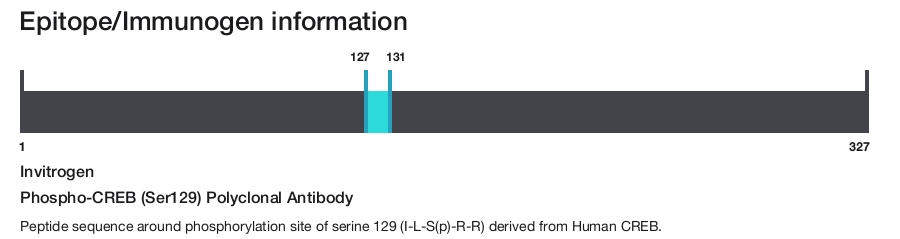 Phospho-CREB (Ser129) Polyclonal Antibody
