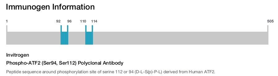 Phospho-ATF2 (Ser94, Ser112) Polyclonal Antibody
