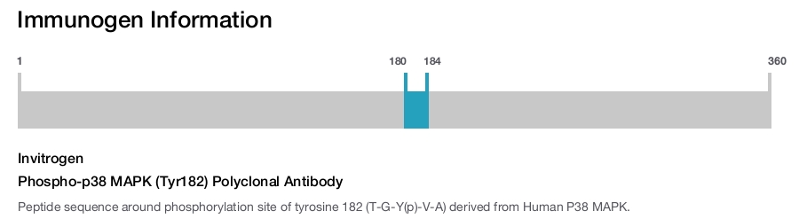 Phospho-p38 MAPK (Tyr182) Polyclonal Antibody